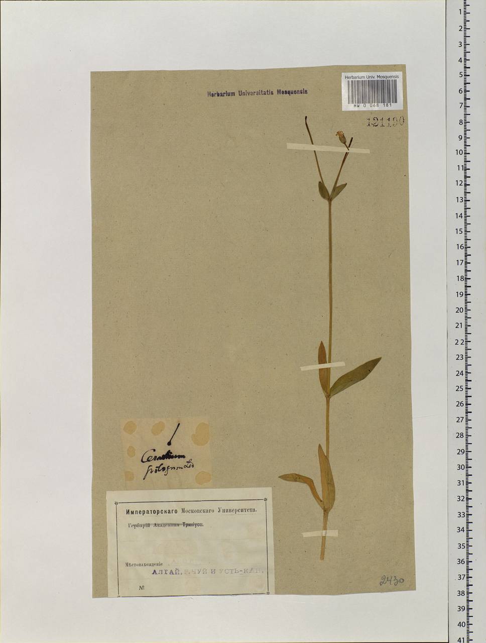 Cerastium pauciflorum Steven ex Ser., Siberia, Altai & Sayany Mountains (S2) (Russia)
