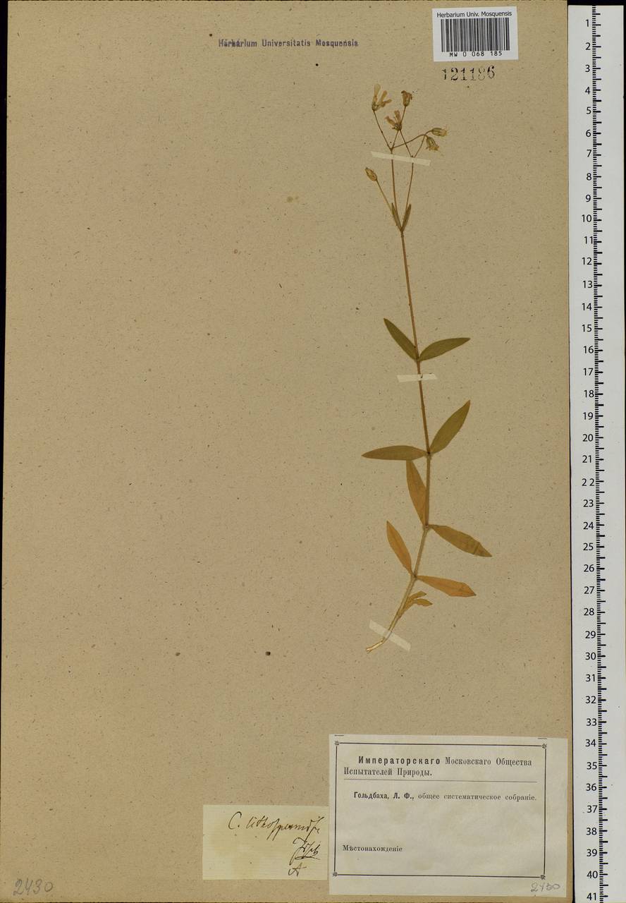Cerastium pauciflorum Steven ex Ser., Siberia, Altai & Sayany Mountains (S2) (Russia)