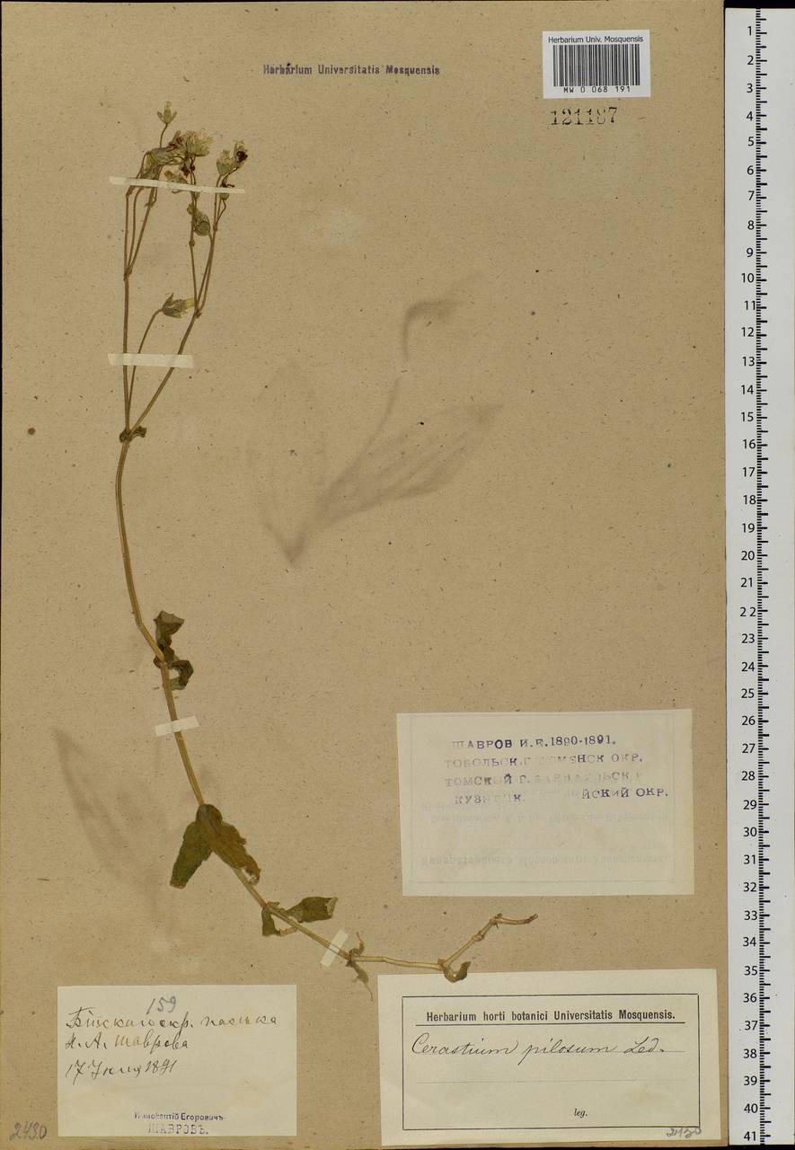 Cerastium pauciflorum Steven ex Ser., Siberia, Western (Kazakhstan) Altai Mountains (S2a) (Kazakhstan)