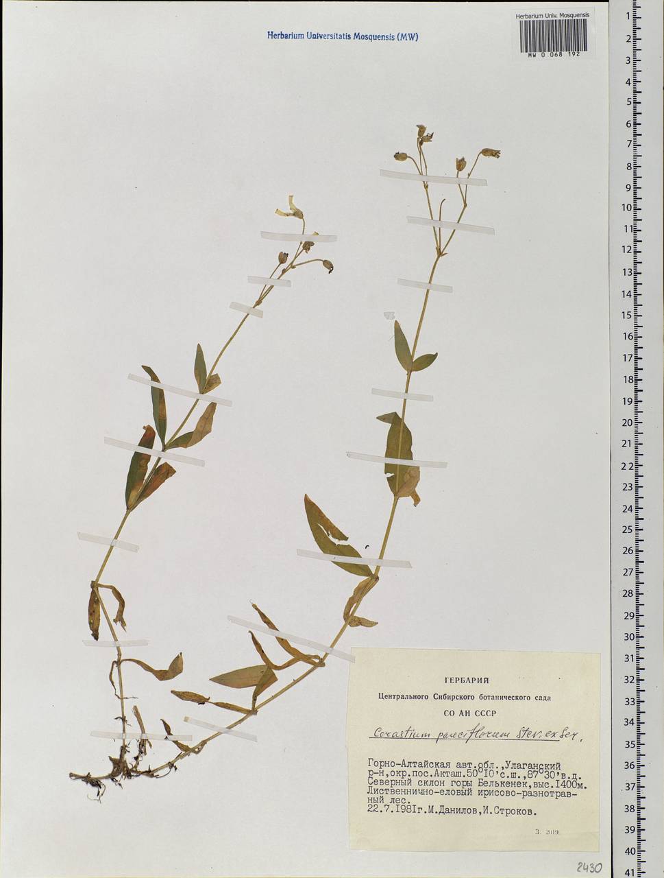 Cerastium pauciflorum Stev. ex Ser., Siberia, Altai & Sayany Mountains (S2) (Russia)
