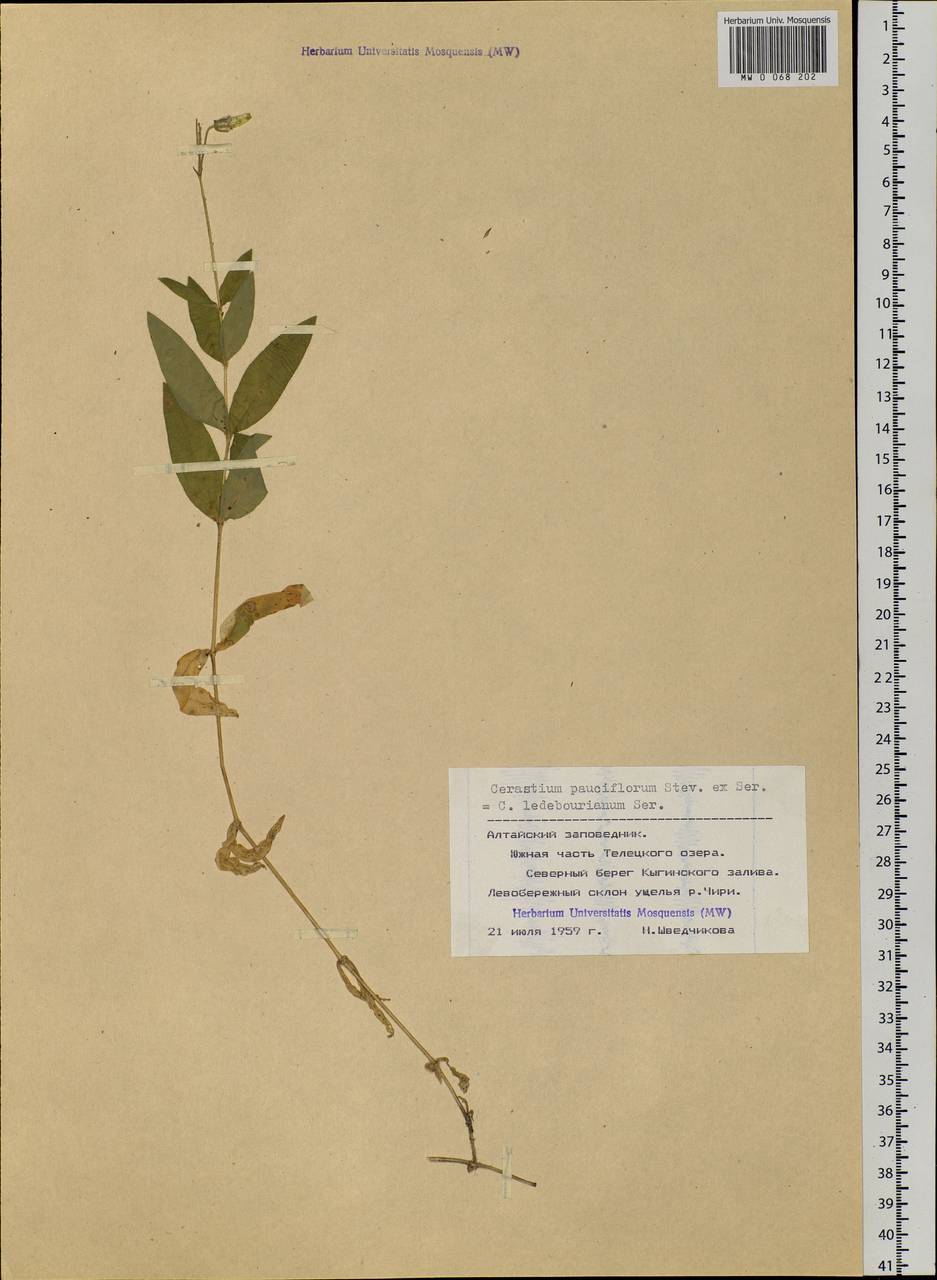 Cerastium pauciflorum Stev. ex Ser., Siberia, Altai & Sayany Mountains (S2) (Russia)