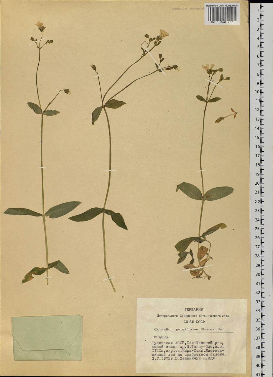 Cerastium pauciflorum Steven ex Ser., Siberia, Altai & Sayany Mountains (S2) (Russia)