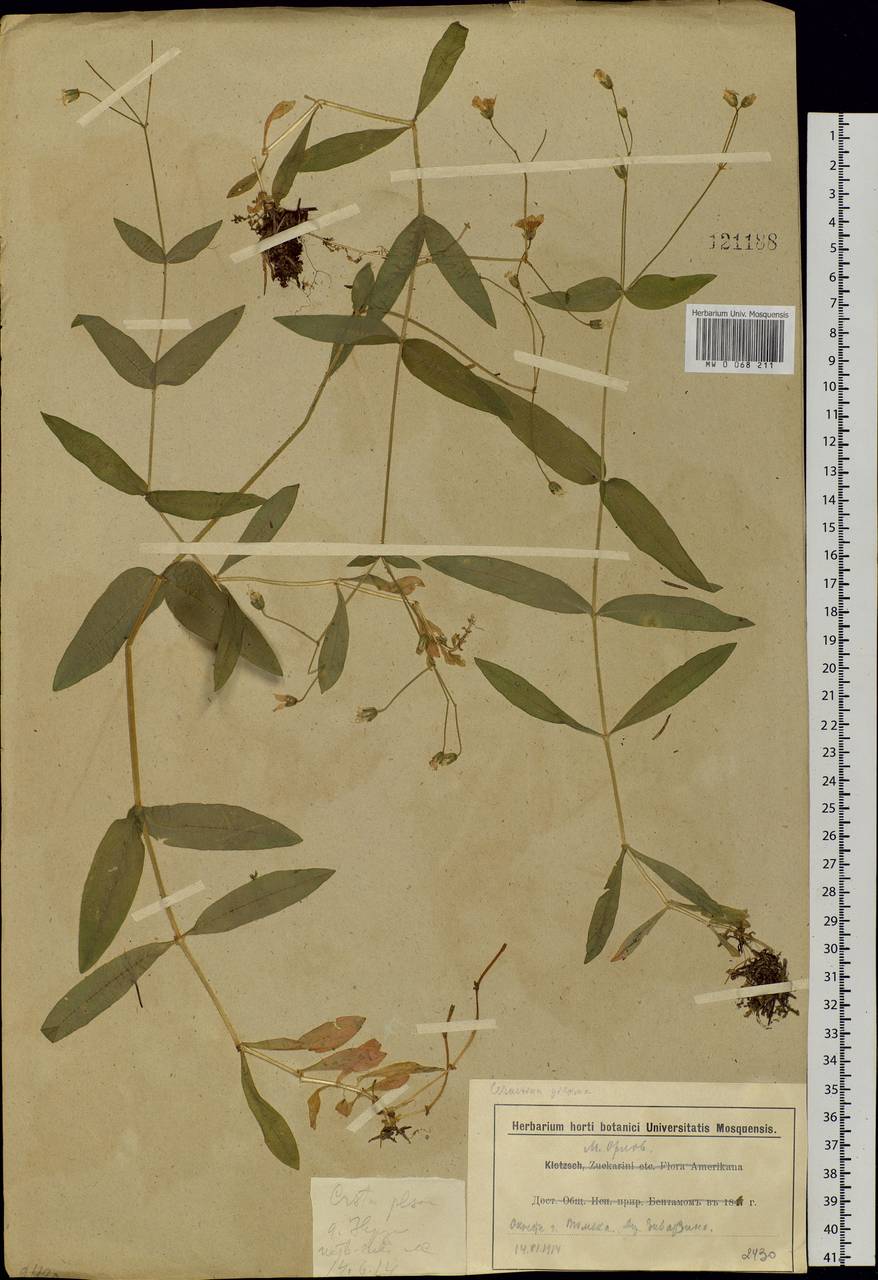 Cerastium pauciflorum Stev. ex Ser., Siberia, Western Siberia (S1) (Russia)