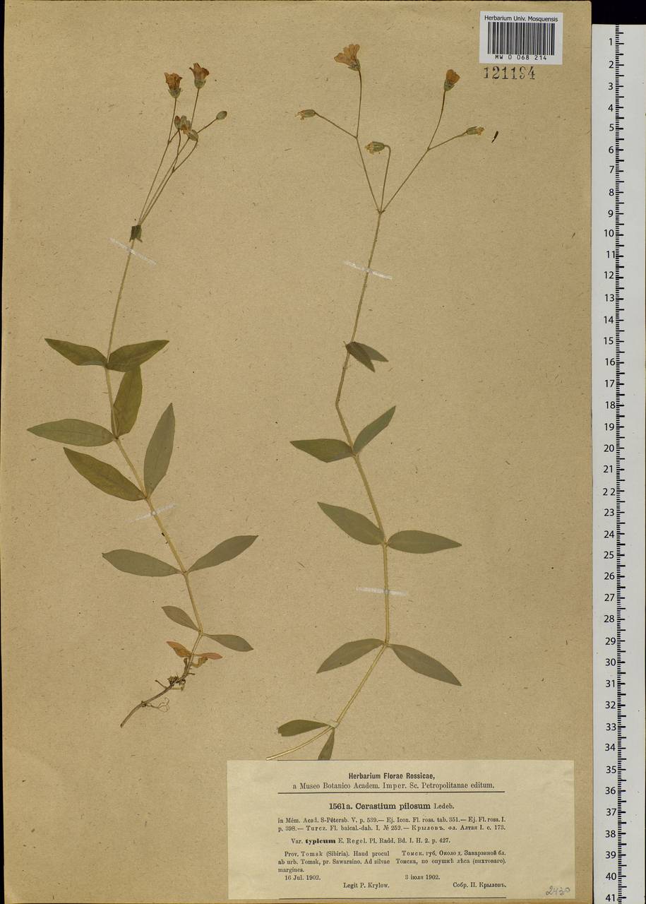 Cerastium pauciflorum Steven ex Ser., Siberia, Western Siberia (S1) (Russia)