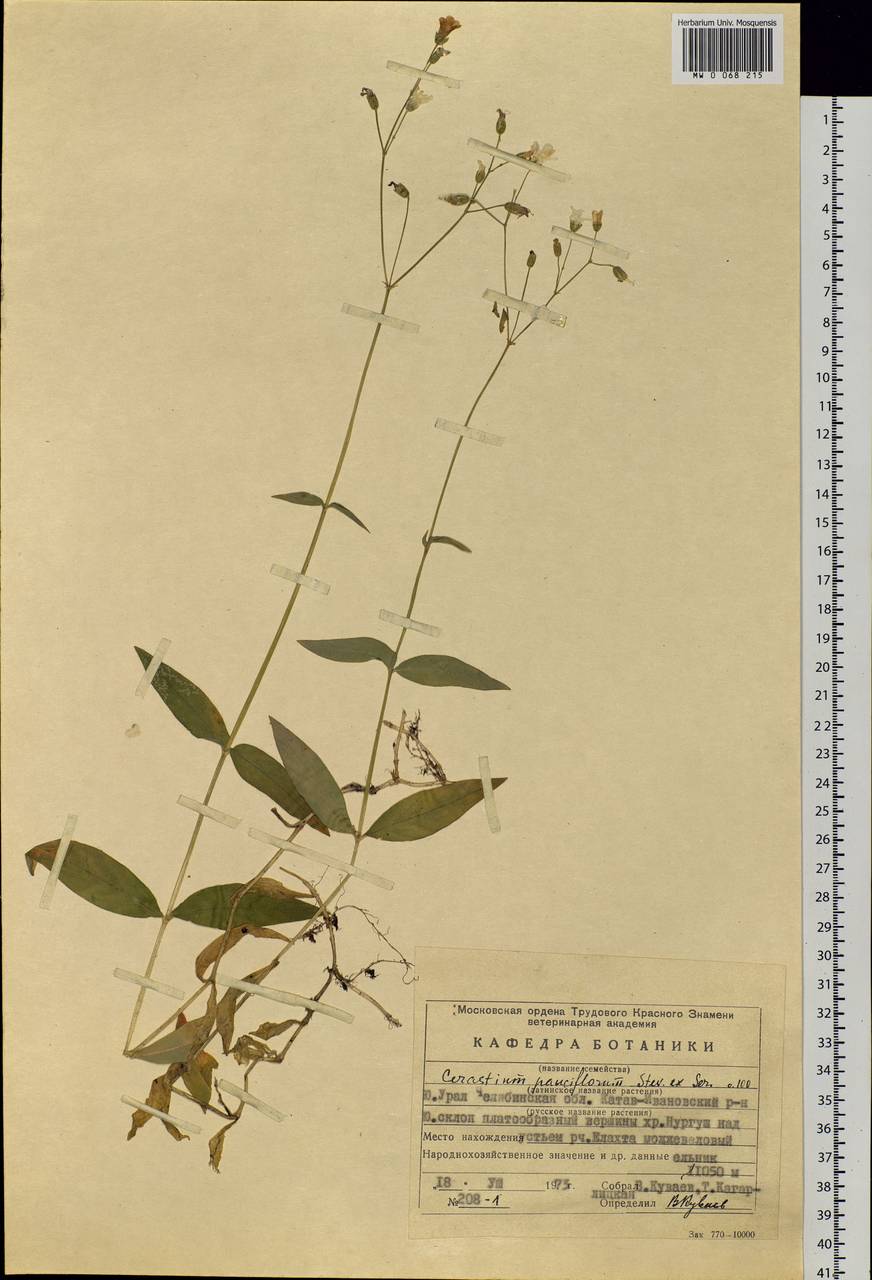 Cerastium pauciflorum Stev. ex Ser., Eastern Europe, Eastern region (E10) (Russia)