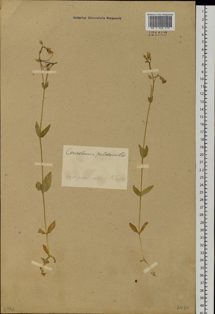 Cerastium pauciflorum Stev. ex Ser., Siberia (no precise locality) (S0) (Russia)