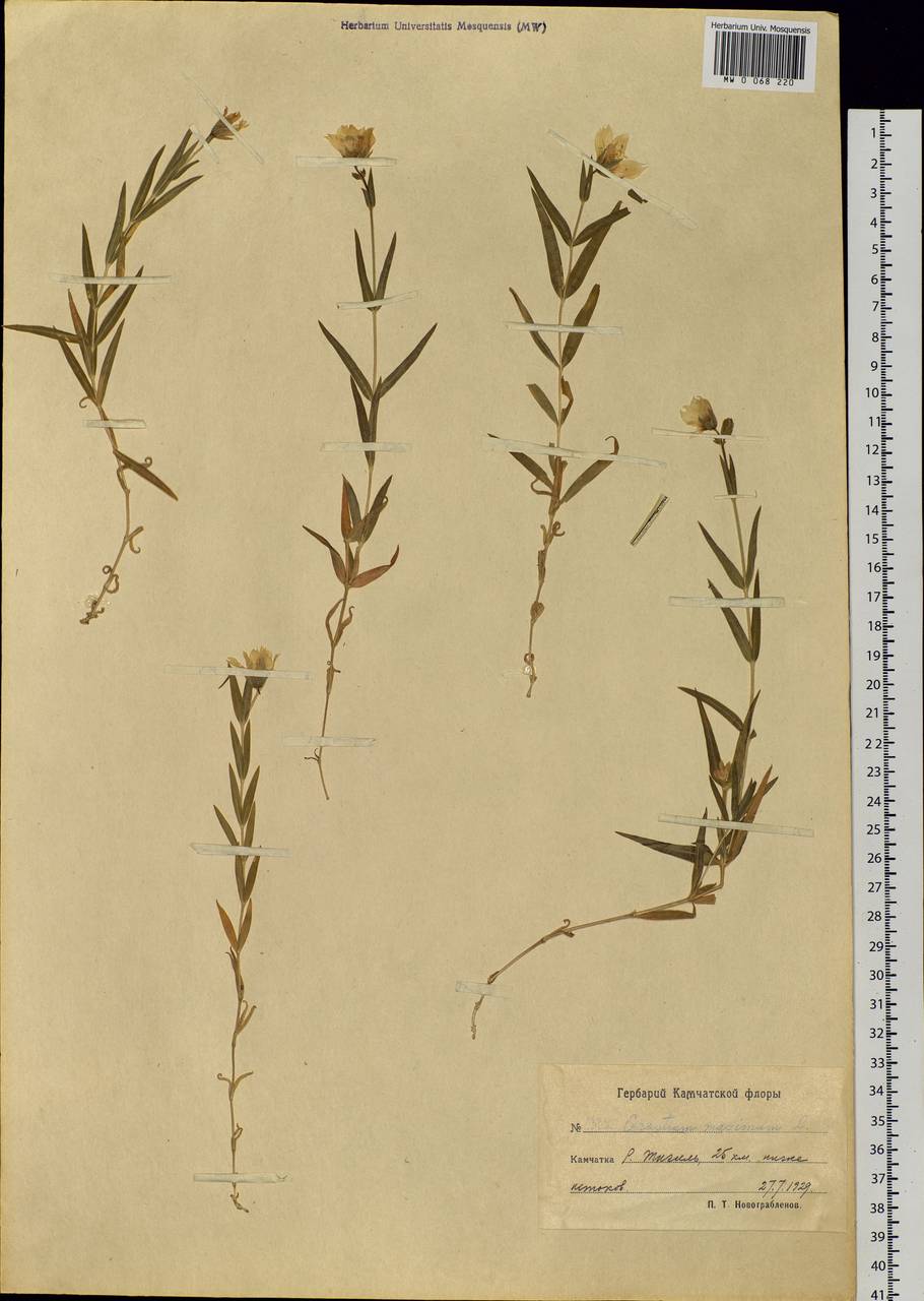 Dichodon maximum (L.) Á. Löve & D. Löve, Siberia, Chukotka & Kamchatka (S7) (Russia)