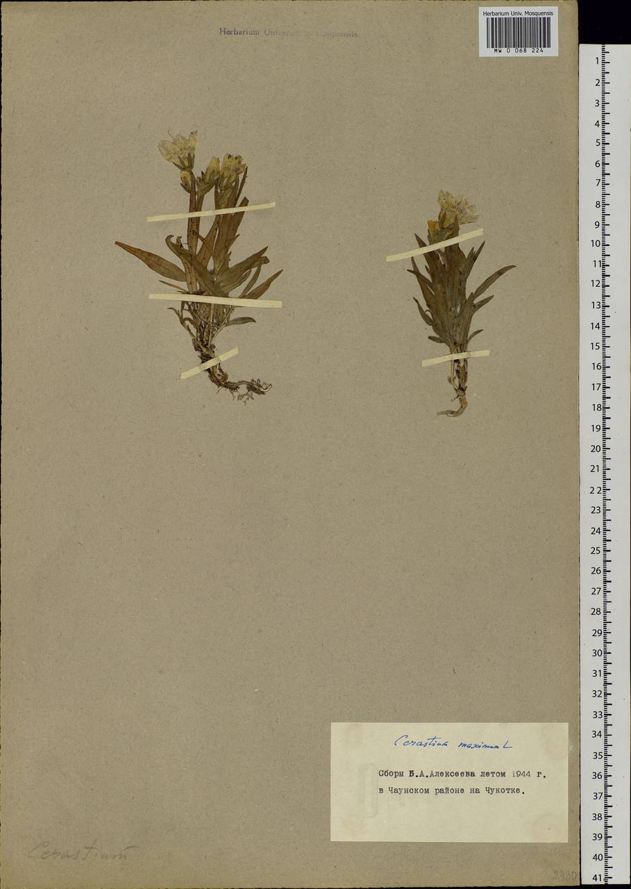 Dichodon maximum (L.) Á. Löve & D. Löve, Siberia, Chukotka & Kamchatka (S7) (Russia)