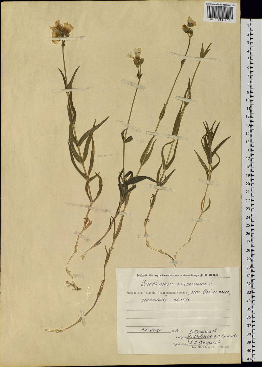 Dichodon maximum (L.) Á. Löve & D. Löve, Siberia, Chukotka & Kamchatka (S7) (Russia)