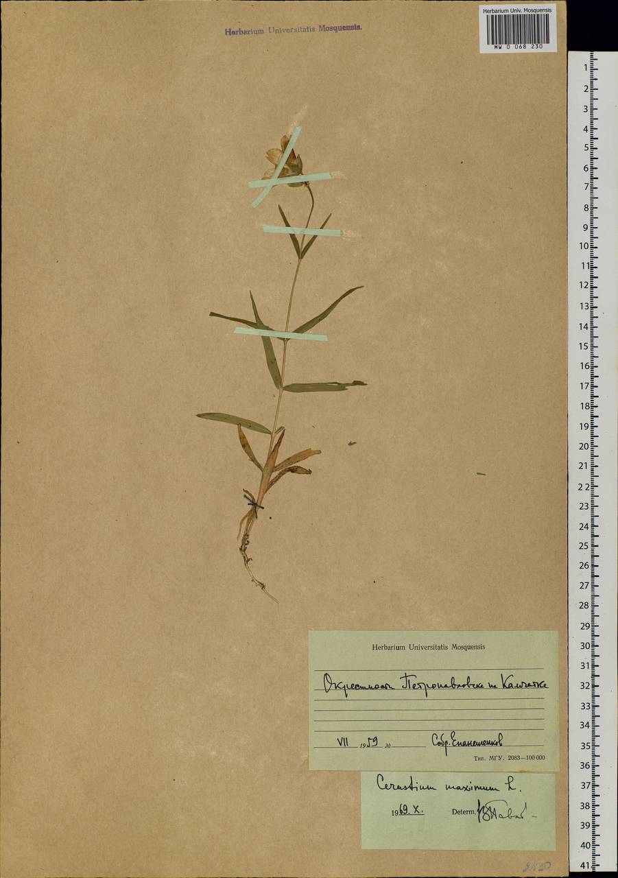 Dichodon maximum (L.) Á. Löve & D. Löve, Siberia, Chukotka & Kamchatka (S7) (Russia)