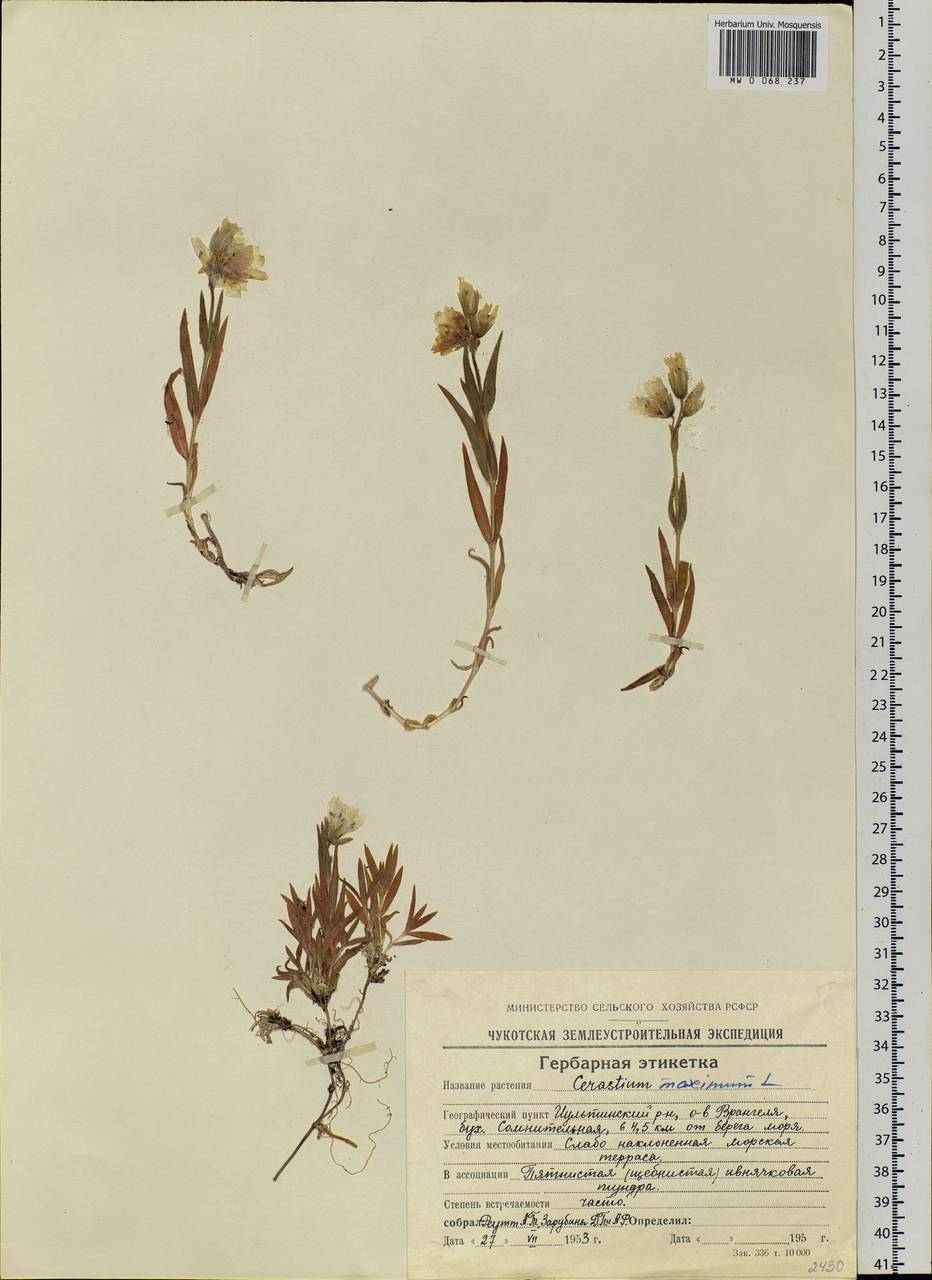Dichodon maximum (L.) Á. Löve & D. Löve, Siberia, Chukotka & Kamchatka (S7) (Russia)