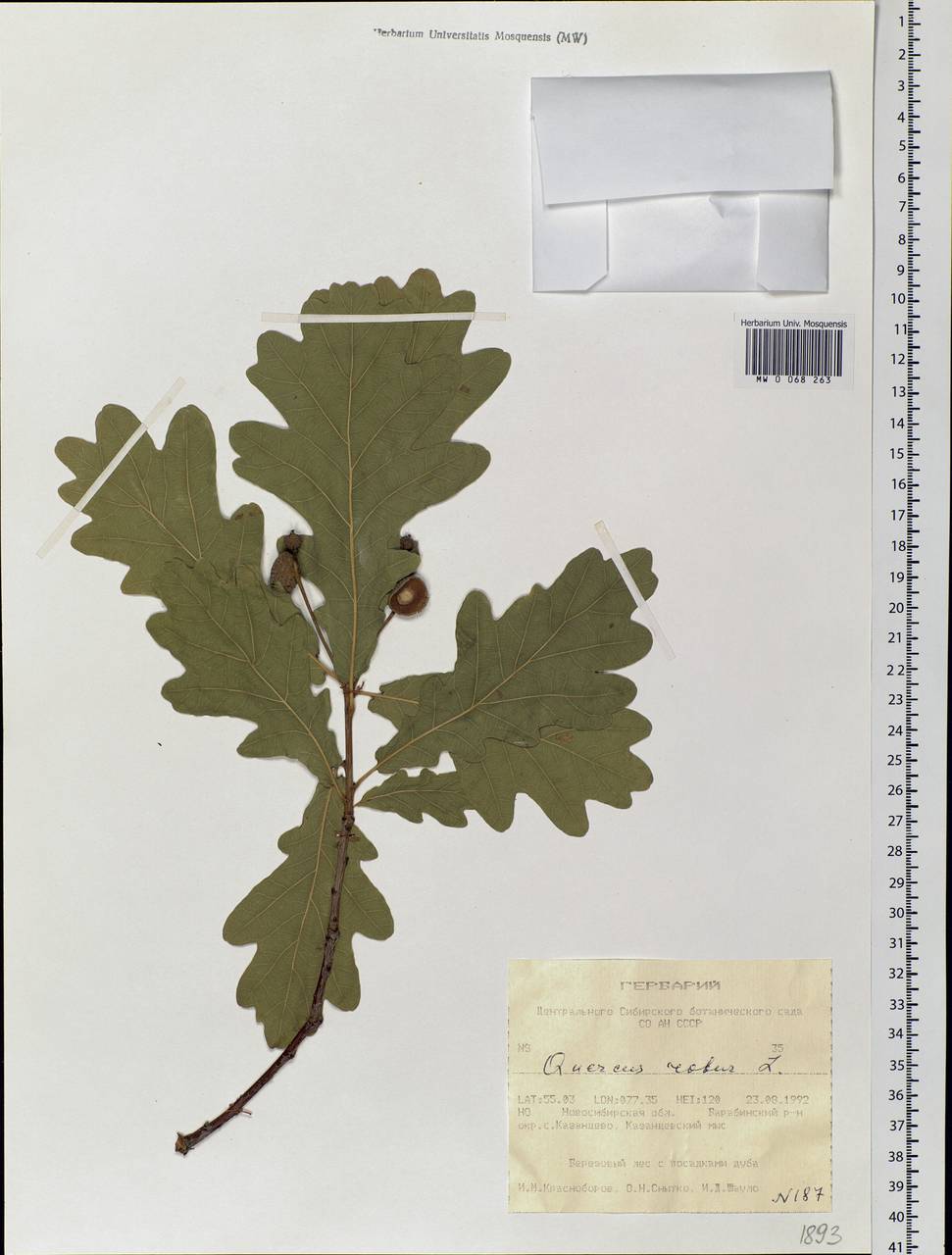 Quercus robur L., Siberia, Western Siberia (S1) (Russia)