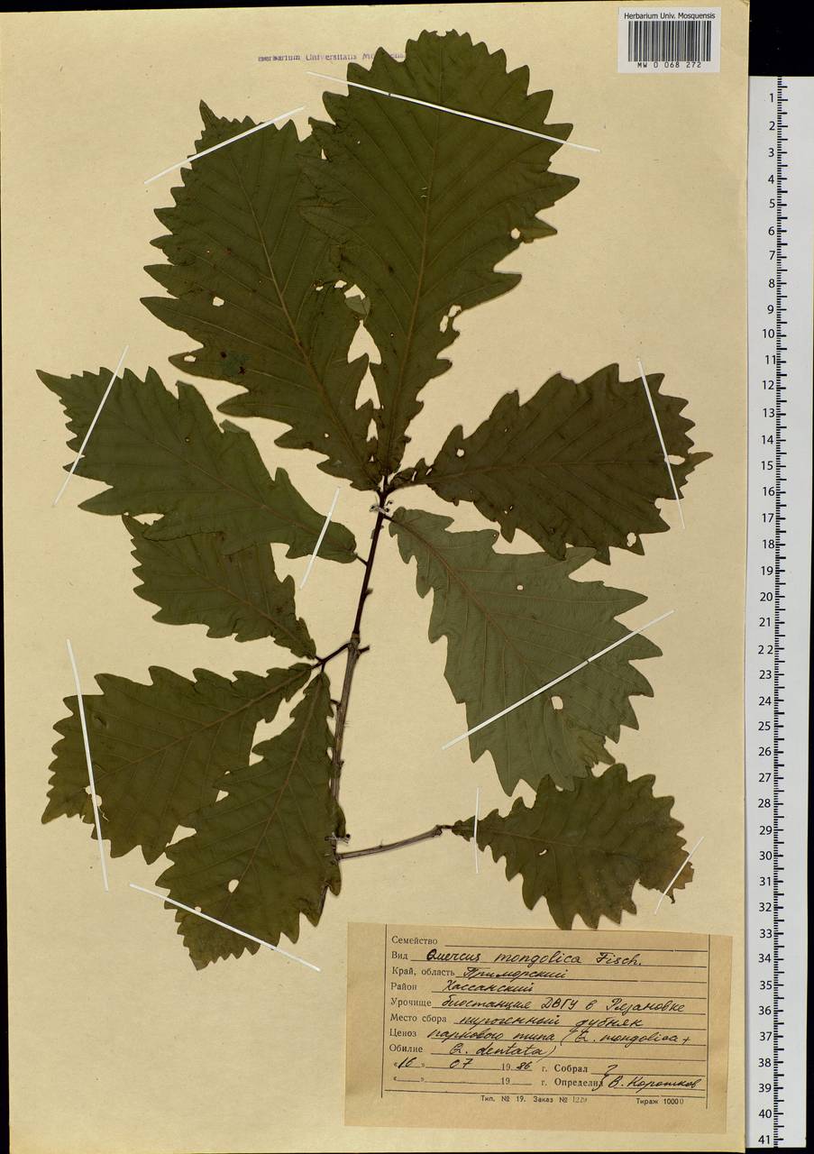 Quercus mongolica Fisch. ex Ledeb., Siberia, Russian Far East (S6) (Russia)