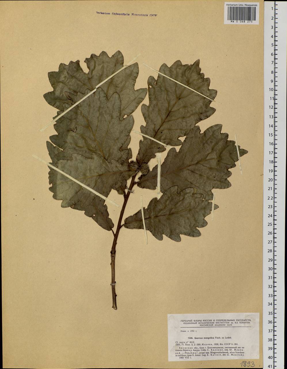 Quercus mongolica Fisch. ex Ledeb., Siberia, Russian Far East (S6) (Russia)