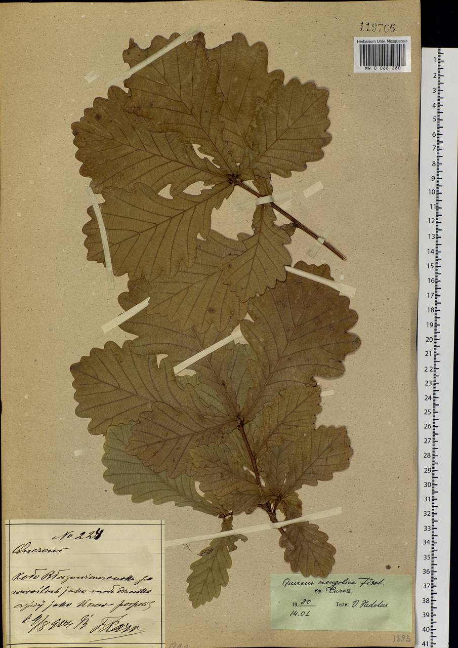 Quercus mongolica Fisch. ex Ledeb., Siberia, Russian Far East (S6) (Russia)