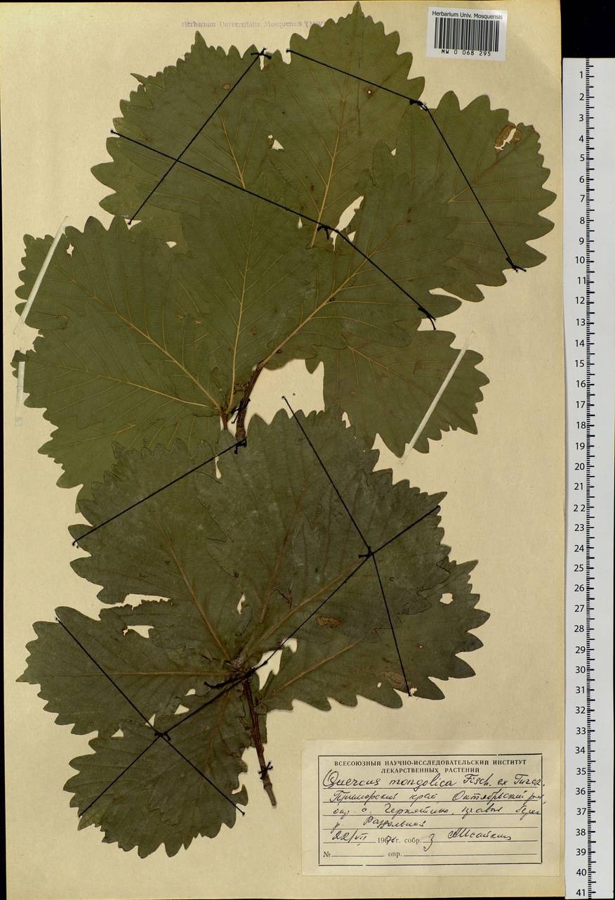 Quercus mongolica Fisch. ex Ledeb., Siberia, Russian Far East (S6) (Russia)