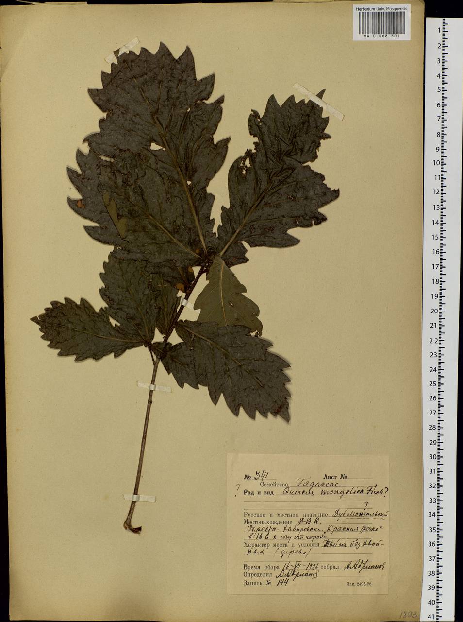 Quercus mongolica Fisch. ex Ledeb., Siberia, Russian Far East (S6) (Russia)
