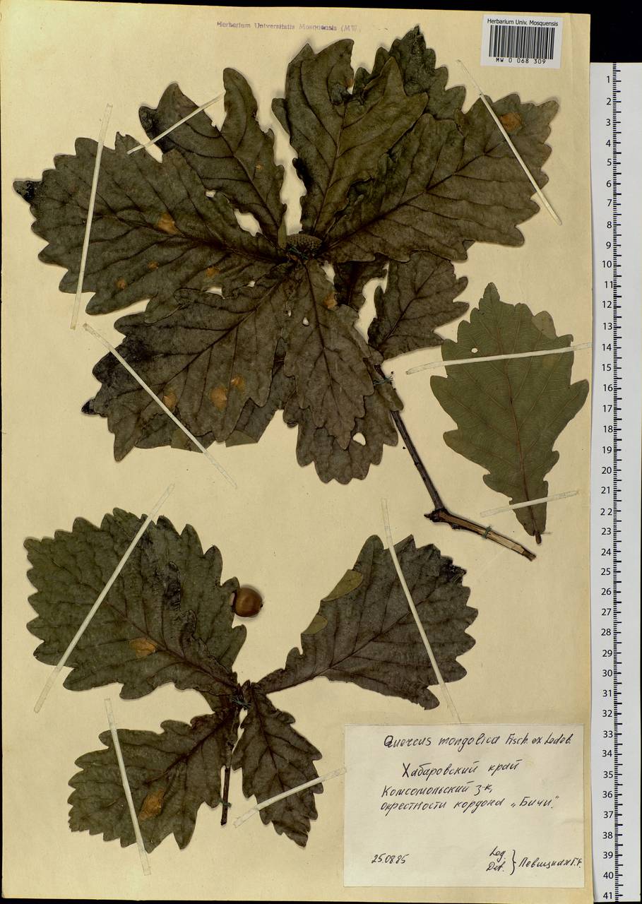 Quercus mongolica Fisch. ex Ledeb., Siberia, Russian Far East (S6) (Russia)