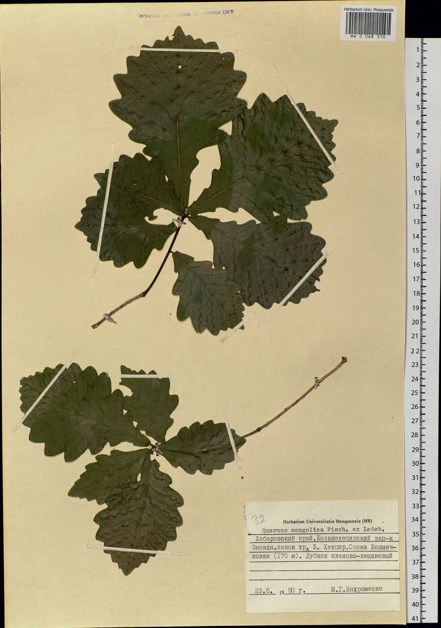 Quercus mongolica Fisch. ex Ledeb., Siberia, Russian Far East (S6) (Russia)