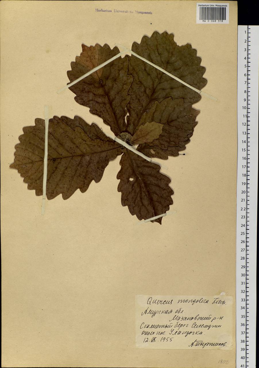 Quercus mongolica Fisch. ex Ledeb., Siberia, Russian Far East (S6) (Russia)