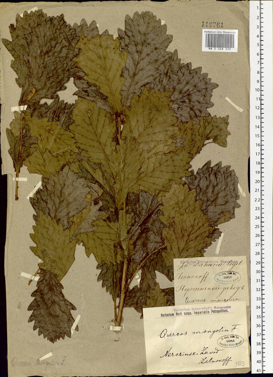 Quercus mongolica Fisch. ex Ledeb., Siberia, Baikal & Transbaikal region (S4) (Russia)