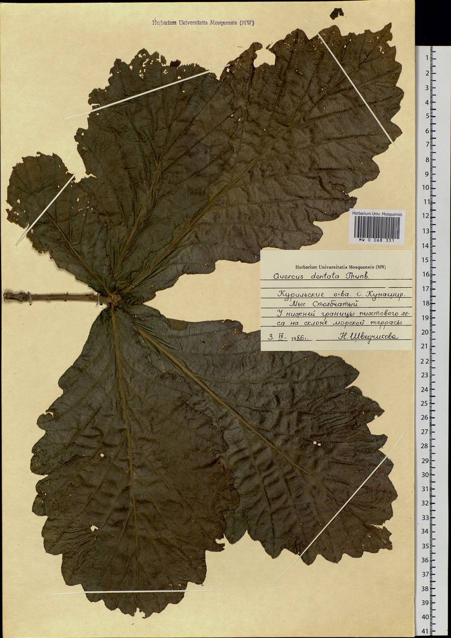 Quercus dentata Thunb., Siberia, Russian Far East (S6) (Russia)
