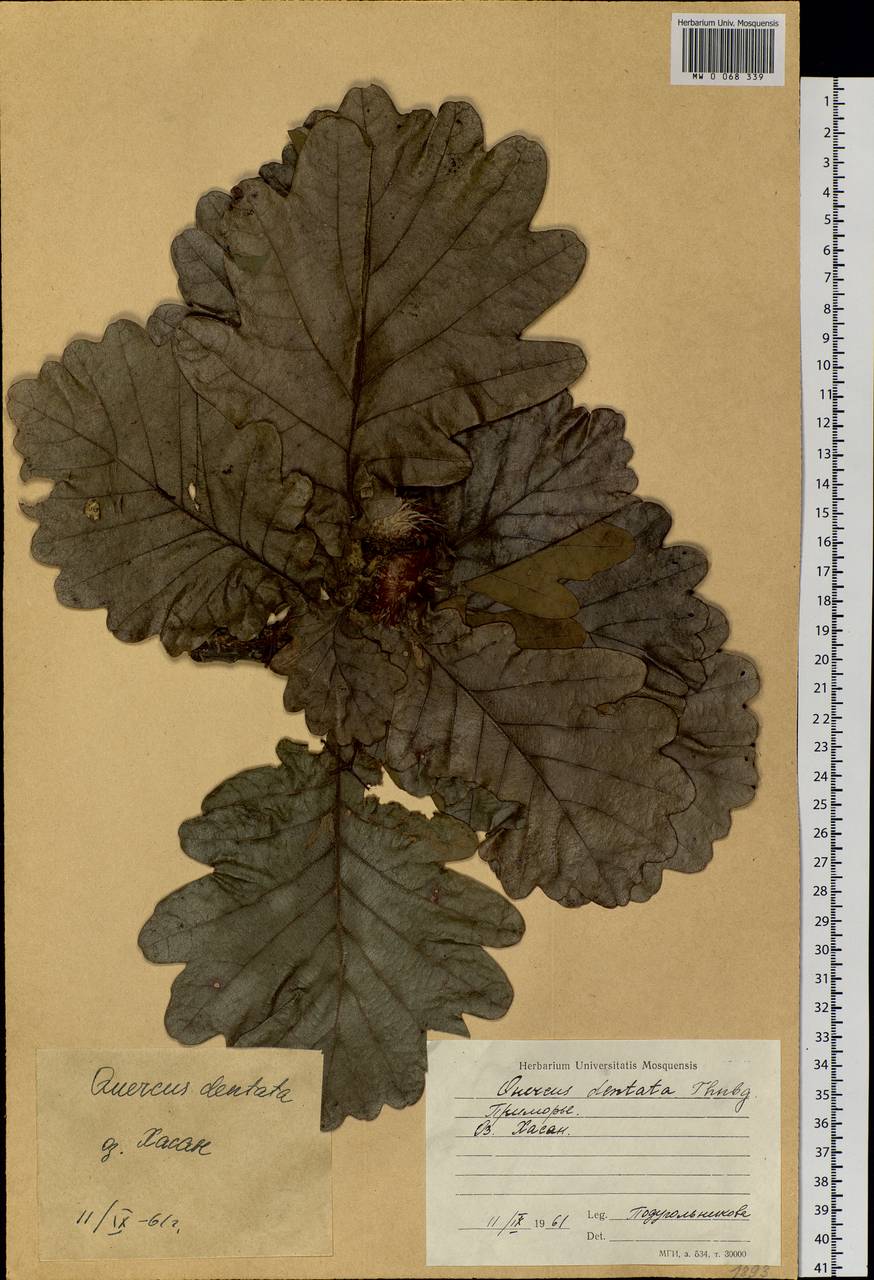 Quercus dentata Thunb., Siberia, Russian Far East (S6) (Russia)