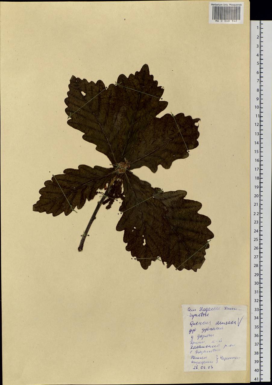 Quercus dentata Thunb., Siberia, Russian Far East (S6) (Russia)