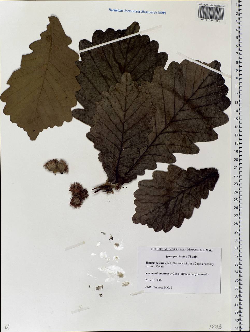 Quercus dentata Thunb., Siberia, Russian Far East (S6) (Russia)