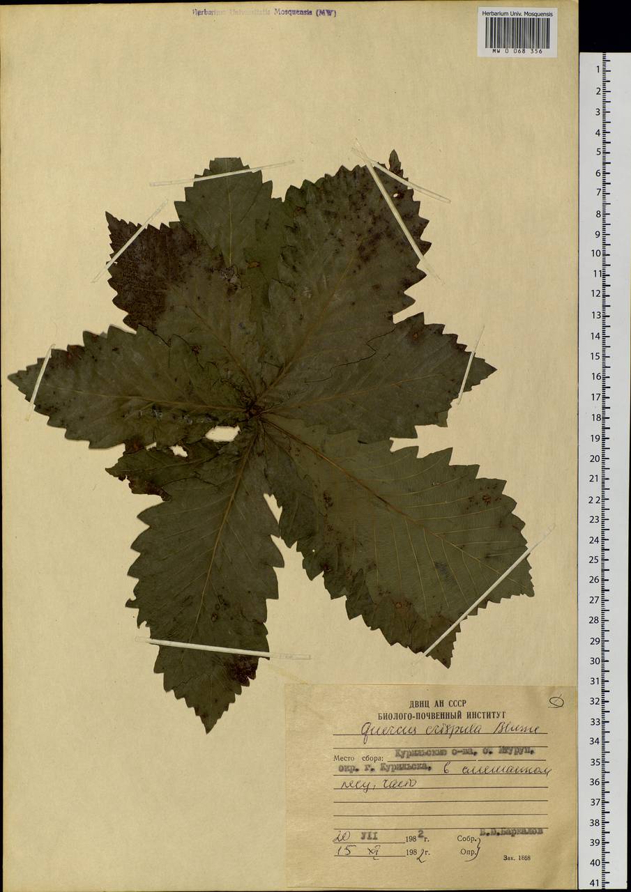 Quercus mongolica subsp. crispula (Blume) Menitsky, Siberia, Russian Far East (S6) (Russia)