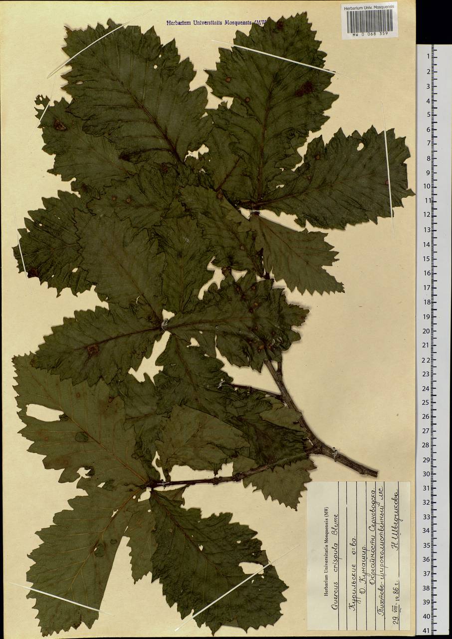 Quercus mongolica subsp. crispula (Blume) Menitsky, Siberia, Russian Far East (S6) (Russia)