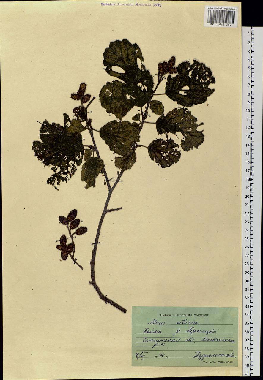 Alnus hirsuta (Spach) Rupr., Siberia, Baikal & Transbaikal region (S4) (Russia)