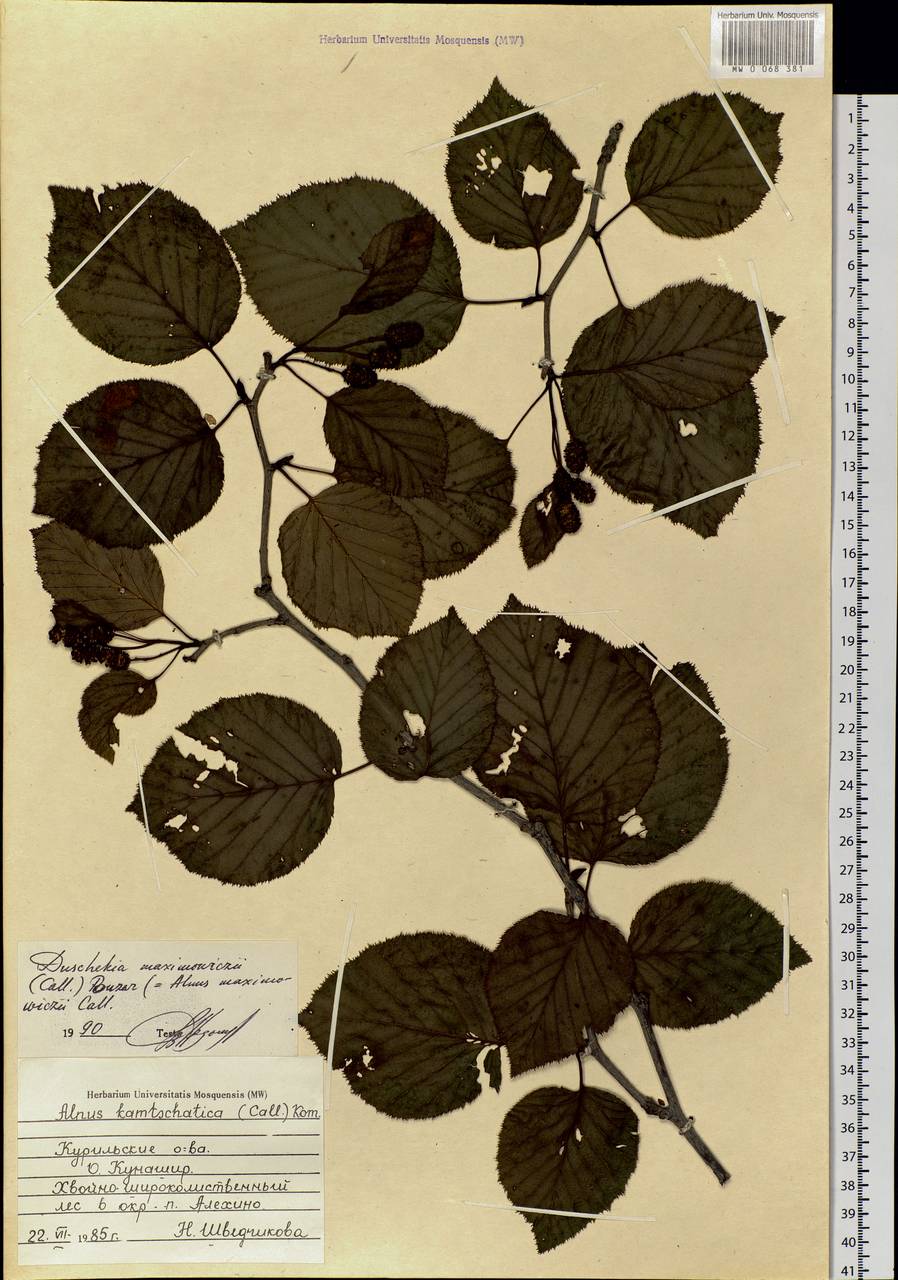 Alnus maximowiczii Callier, Siberia, Russian Far East (S6) (Russia)