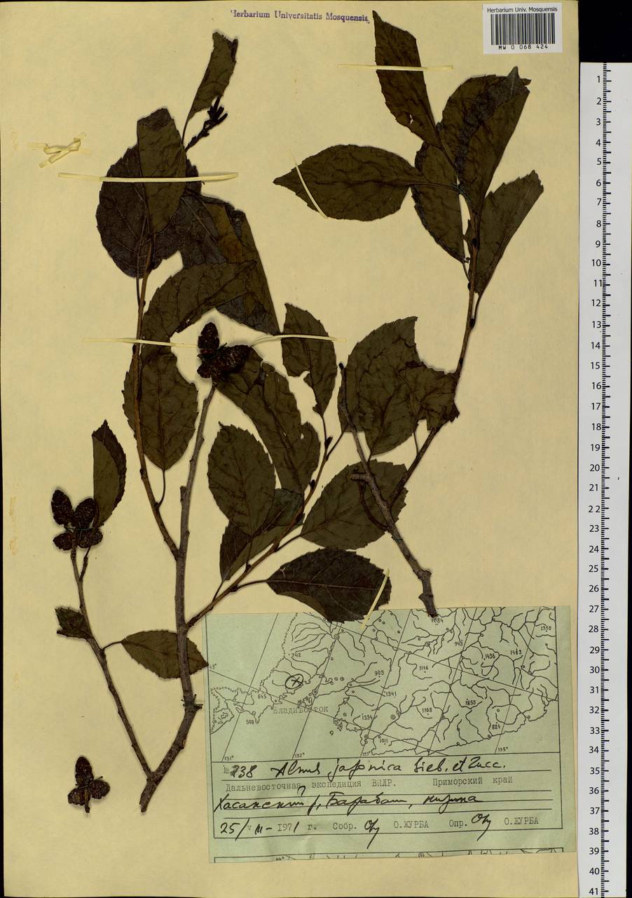 Alnus japonica (Thunb.) Steud., Siberia, Russian Far East (S6) (Russia)