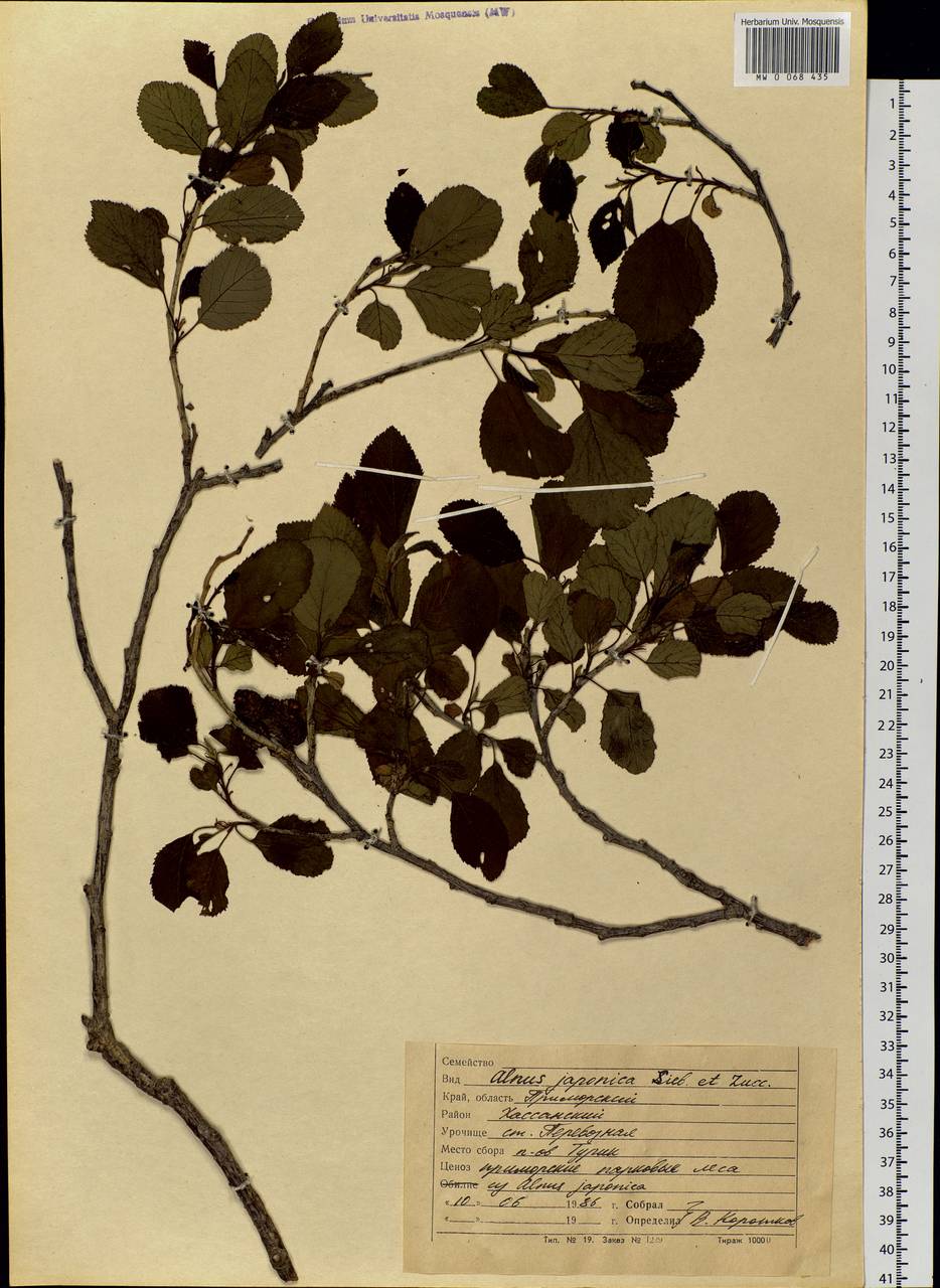 Alnus japonica (Thunb.) Steud., Siberia, Russian Far East (S6) (Russia)