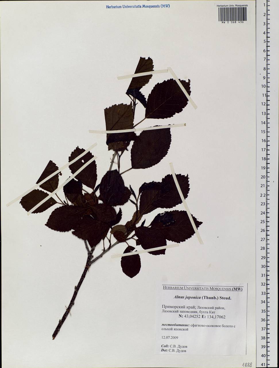 Alnus japonica (Thunb.) Steud., Siberia, Russian Far East (S6) (Russia)