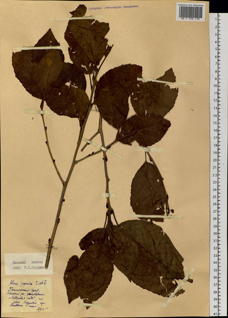 Alnus japonica (Thunb.) Steud., Siberia, Russian Far East (S6) (Russia)