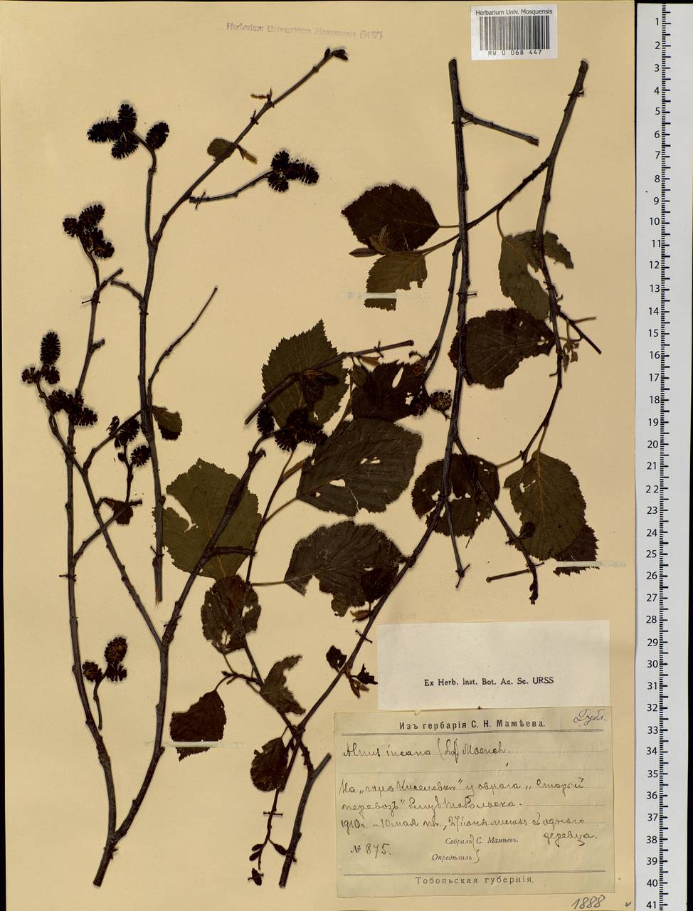 Alnus incana (L.) Moench, Siberia, Western Siberia (S1) (Russia)