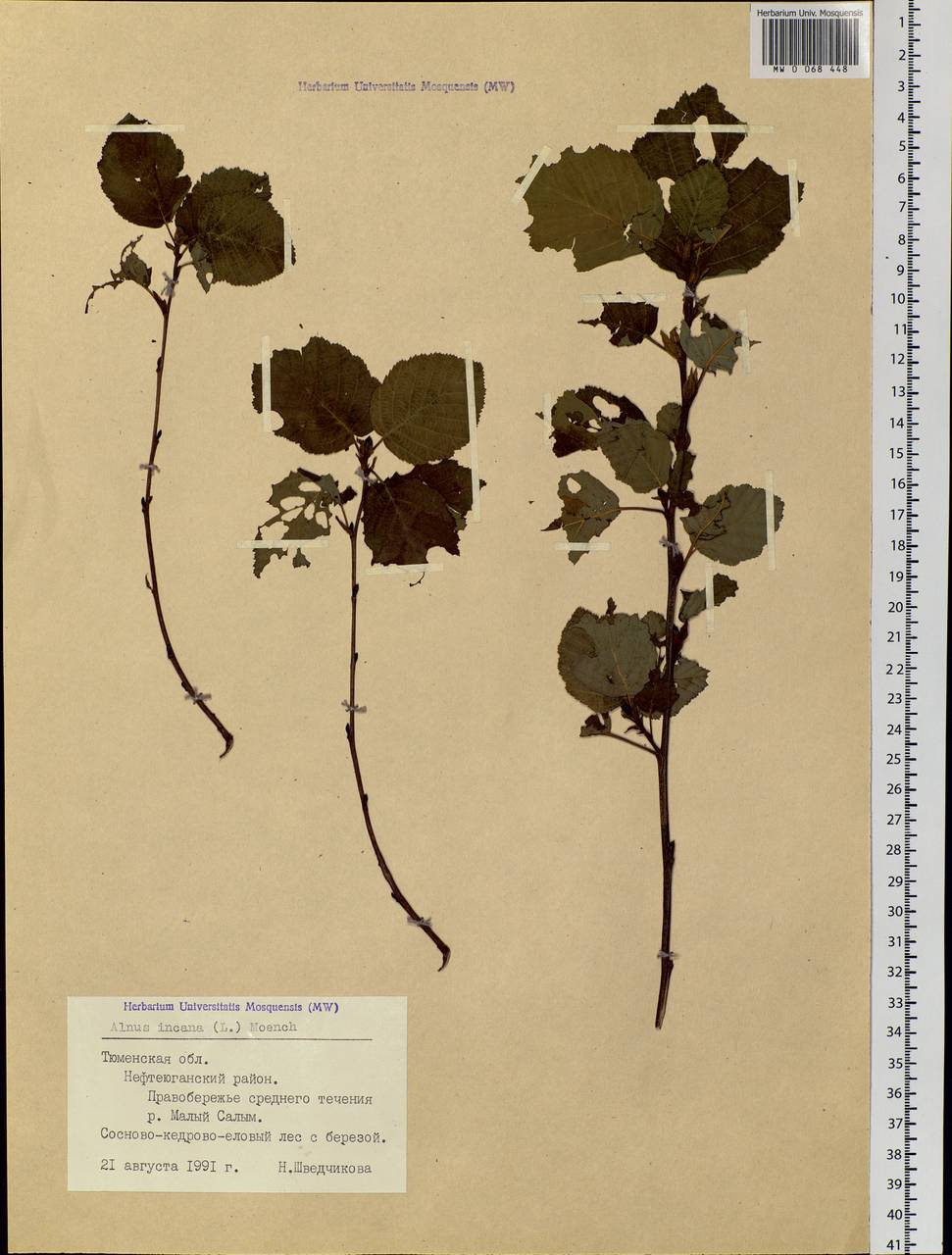 Alnus incana (L.) Moench, Siberia, Western Siberia (S1) (Russia)