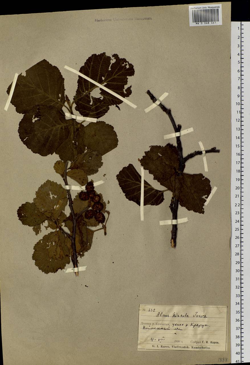 Alnus hirsuta (Spach) Rupr., Siberia, Chukotka & Kamchatka (S7) (Russia)