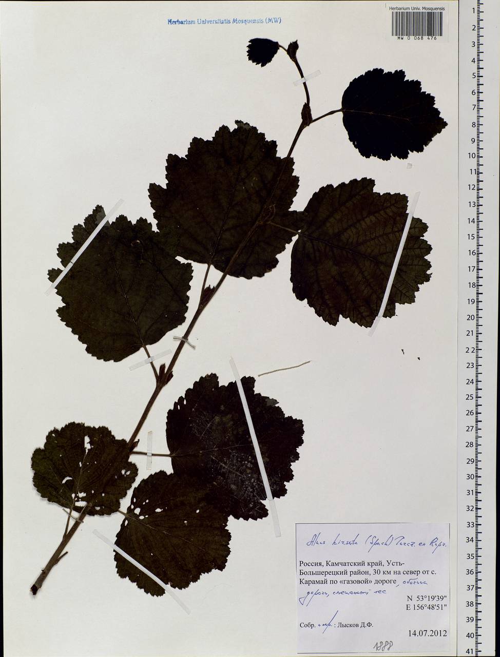 Alnus hirsuta (Spach) Rupr., Siberia, Chukotka & Kamchatka (S7) (Russia)