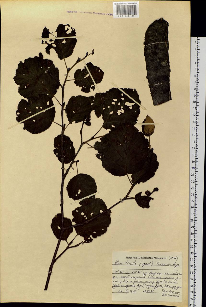 Alnus hirsuta (Spach) Rupr., Siberia, Russian Far East (S6) (Russia)