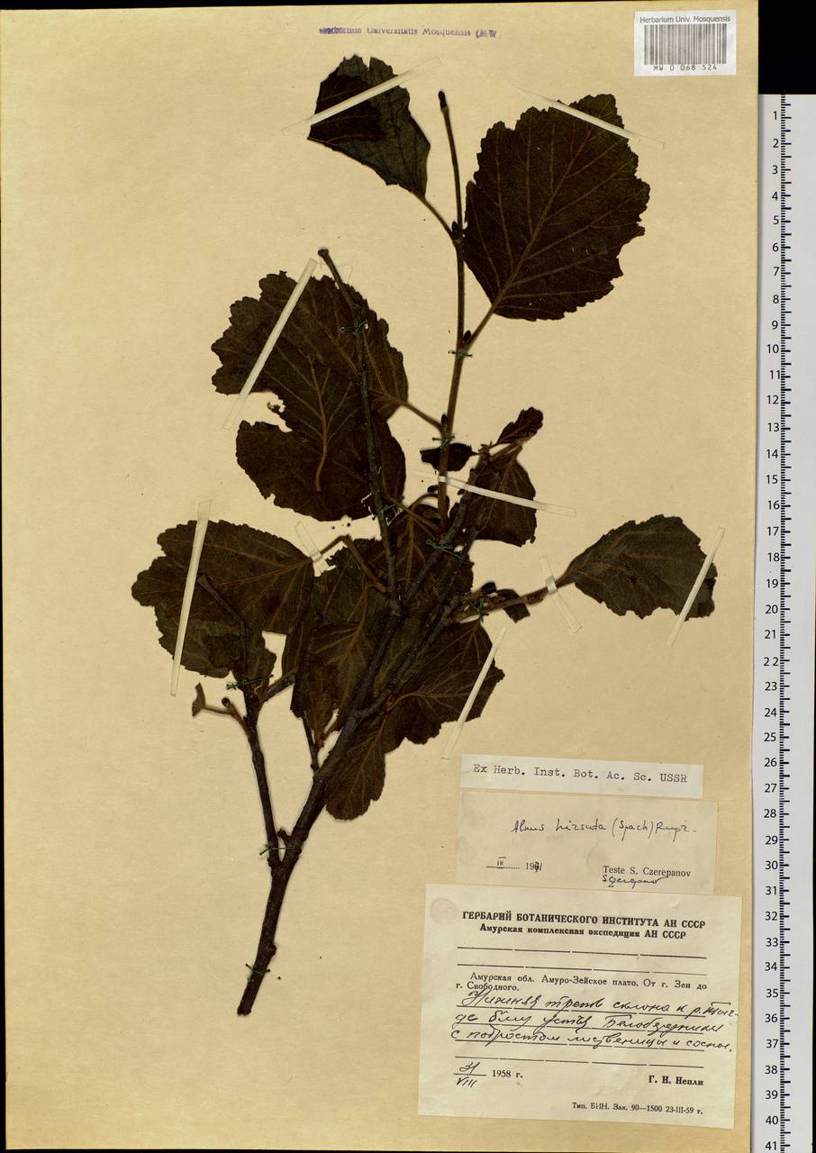 Alnus hirsuta (Spach) Rupr., Siberia, Russian Far East (S6) (Russia)
