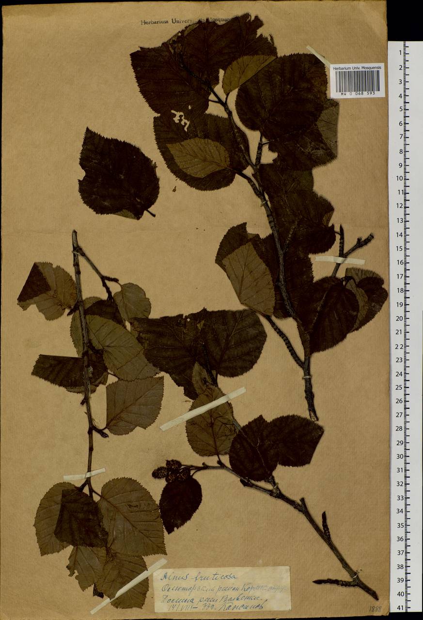Alnus alnobetula subsp. fruticosa (Rupr.) Raus, Siberia, Chukotka & Kamchatka (S7) (Russia)