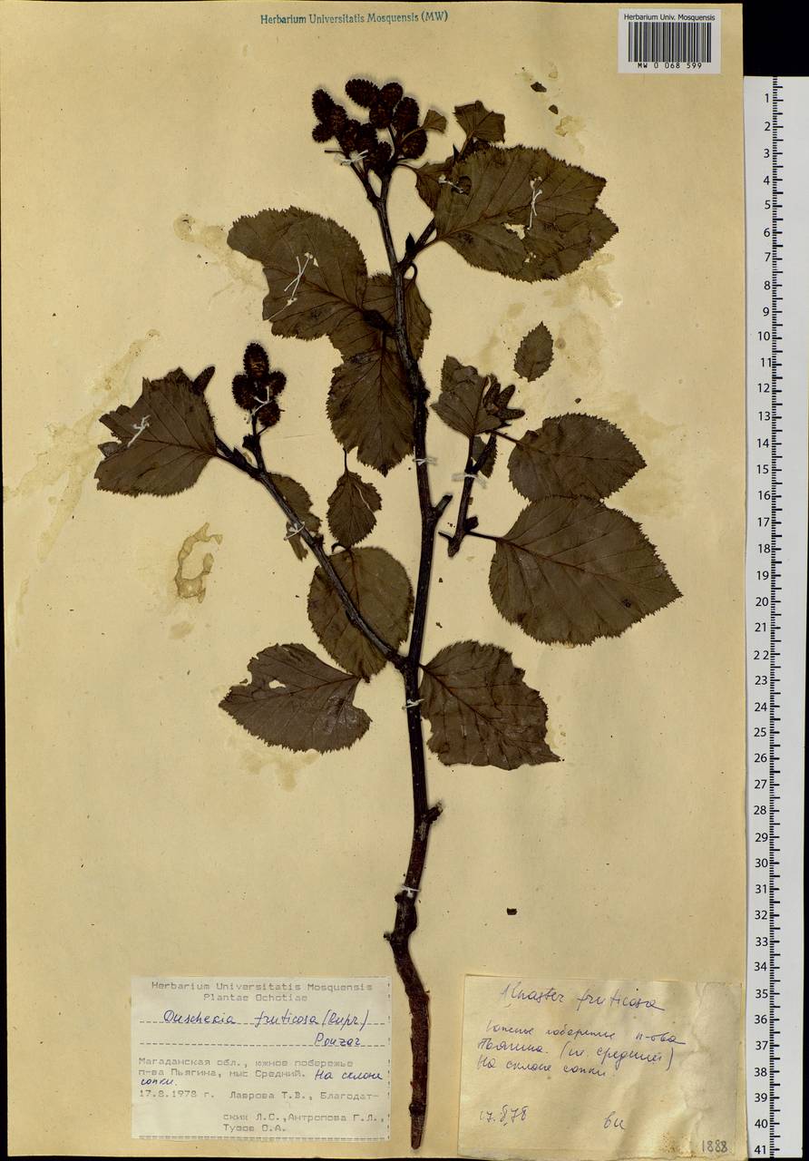 Alnus alnobetula subsp. fruticosa (Rupr.) Raus, Siberia, Chukotka & Kamchatka (S7) (Russia)