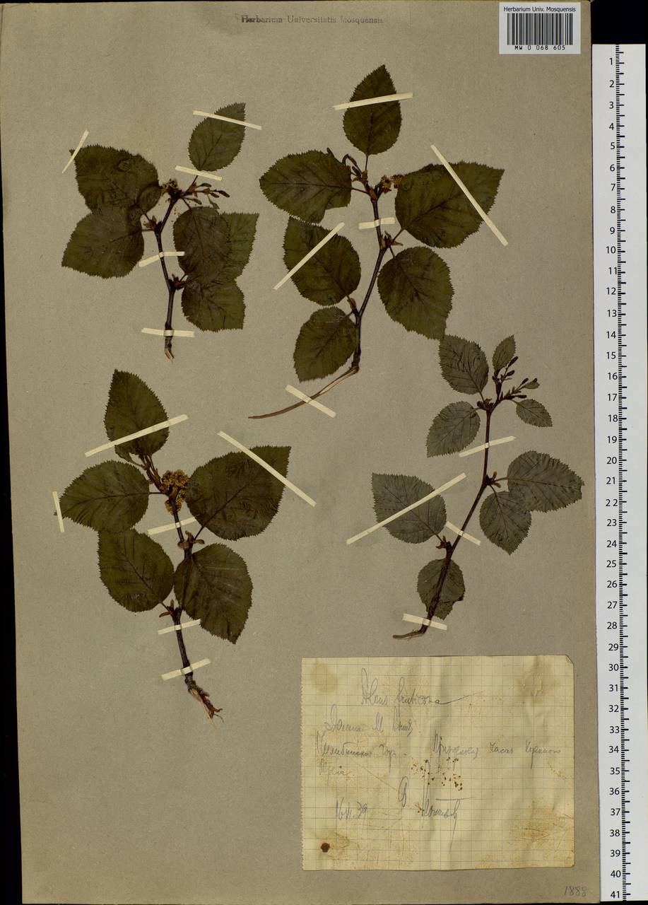Alnus alnobetula subsp. fruticosa (Rupr.) Raus, Siberia, Chukotka & Kamchatka (S7) (Russia)