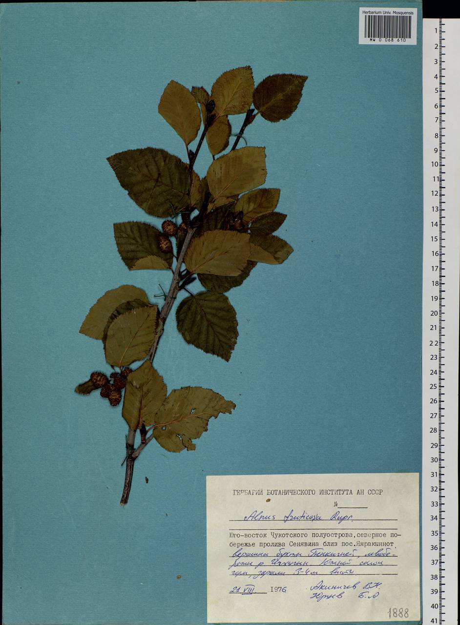 Alnus alnobetula subsp. fruticosa (Rupr.) Raus, Siberia, Chukotka & Kamchatka (S7) (Russia)