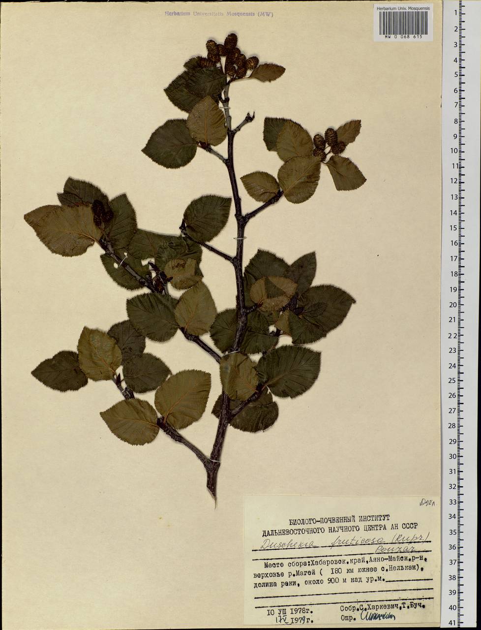 Alnus alnobetula subsp. fruticosa (Rupr.) Raus, Siberia, Russian Far East (S6) (Russia)