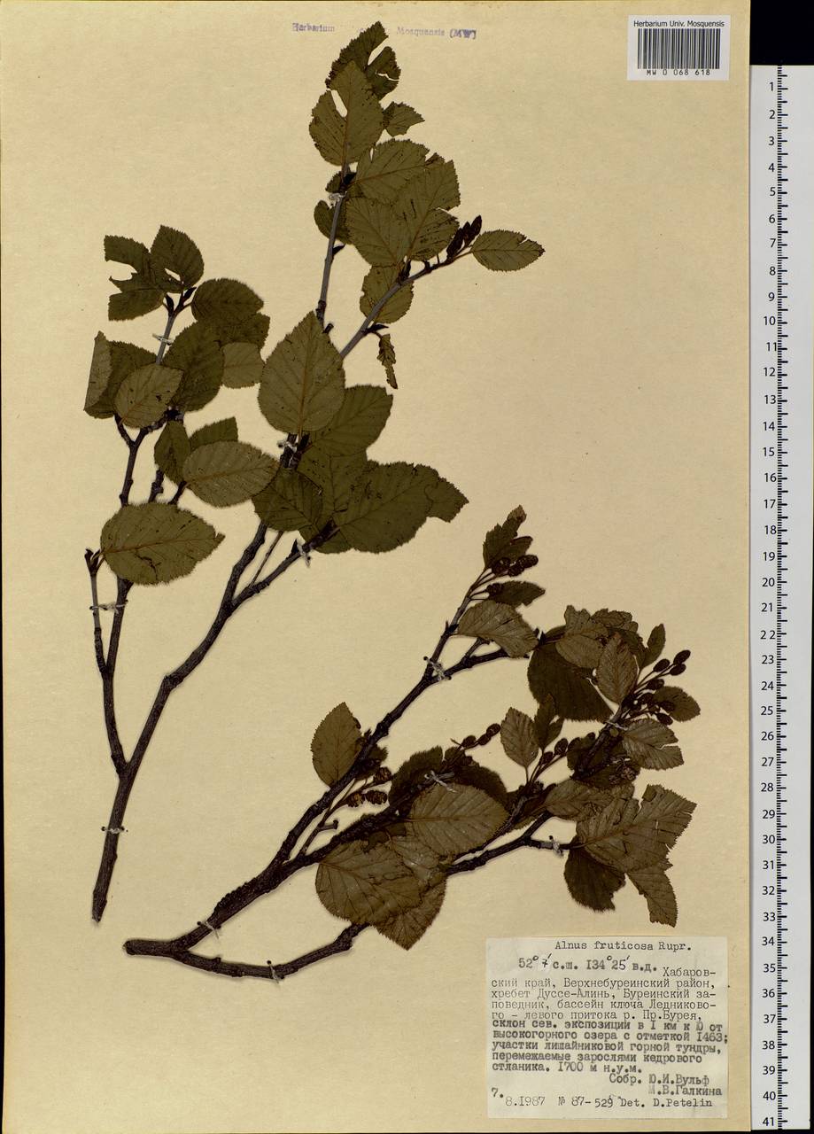 Alnus alnobetula subsp. fruticosa (Rupr.) Raus, Siberia, Russian Far East (S6) (Russia)