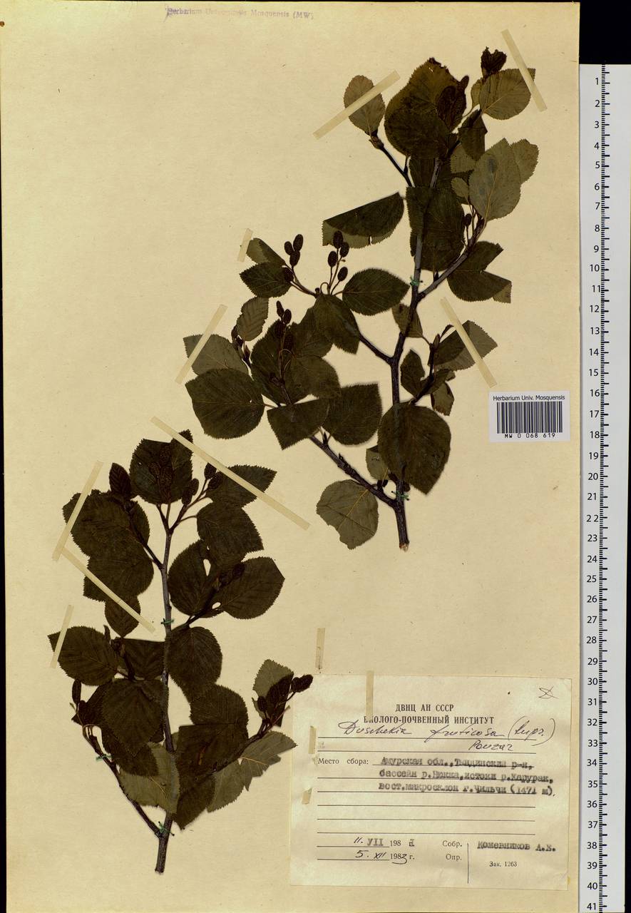 Alnus alnobetula subsp. fruticosa (Rupr.) Raus, Siberia, Russian Far East (S6) (Russia)